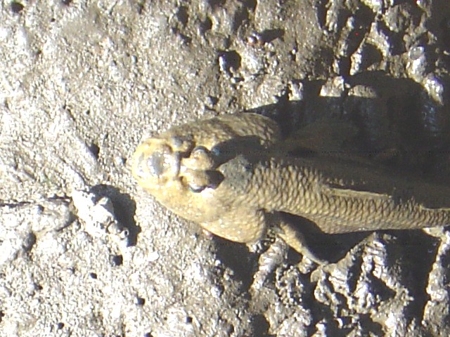 Sungei Buloh guide: mudskipper at sungei buloh wetland reserve